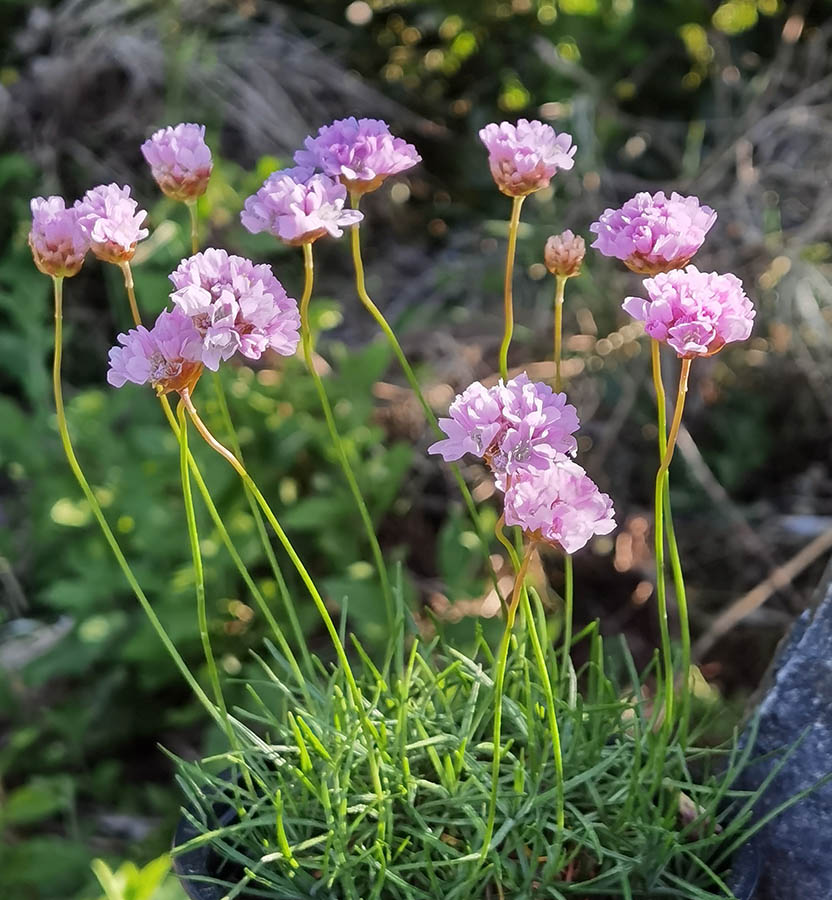 Armeria alpina photo